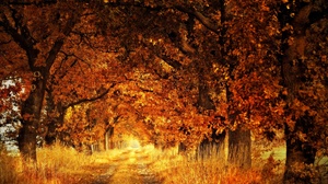 Fall Path Sunlight Tree 2880x1800 Wallpaper