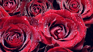 Flower Red Flower Red Rose Rose Water Drop 2560x1600 Wallpaper