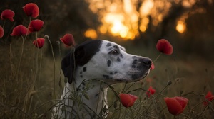 Bokeh Dalmatian Dog Flower Muzzle Pet Poppy Red Flower Summer Sunset 6000x4000 Wallpaper
