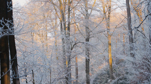 Nature Seasons Snow Landscape Path Trees Frost 1080x1920 Wallpaper
