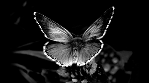 Animal Black Amp White Butterfly Wings 1600x1200 Wallpaper
