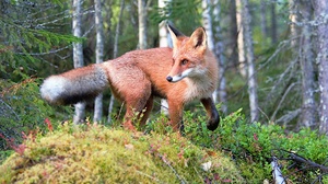 Animal Fox 2560x1707 Wallpaper