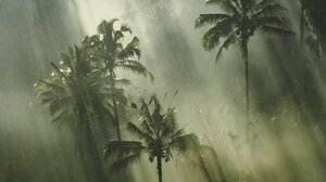 Nature Palm Trees Mist Vertical Portrait Display 1638x2048 Wallpaper