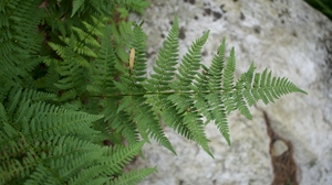 Nature Plants Leaves Ferns 6000x3375 wallpaper