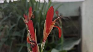 Flowers Canna Indca Nature Red Vertical Leaves 3472x4624 wallpaper