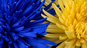Flowers Yellow Flowers Blue Blooming Petals Abstract 1920x1080 Wallpaper