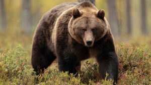 Depth Of Field Nature Forest Bears Animals Mammals 3840x2560 Wallpaper