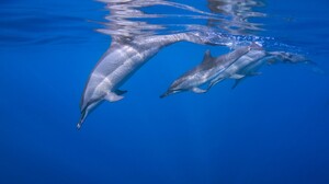 Photography Nature Dolphin Water Sea Transparent Background Sunlight 1600x900 Wallpaper