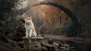 Bridge Depth Of Field Dog Pet Siberian Husky 1920x1280 Wallpaper