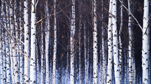 Trees Nature Winter Birch Leaves Branch 6000x3375 Wallpaper