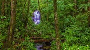 Earth Forest Green Log Stream Waterfall 2560x1707 Wallpaper