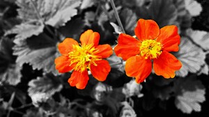 Flower Plant Earth Nature Selective Color 2200x1466 Wallpaper