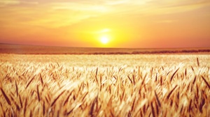 Field Nature Summer Sunrise Wheat 3000x1691 Wallpaper