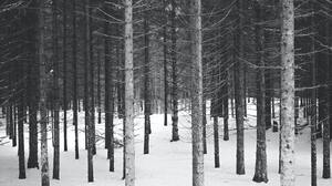 Trees Snow Landscape Nature Winter 4896x3264 Wallpaper