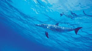 Dolphin Sea Water Underwater Nature Animals Minimalism Simple Background 3840x2160 wallpaper