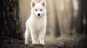 Samoyed Dog Puppies Depth Of Field Forest Trees Animals 3840x2560 Wallpaper