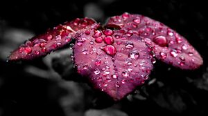 Leaves Nature Rain Water Drops Purple Red Fuchsia Macro Plants 2133x1200 Wallpaper