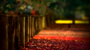 Blur Fall Fence 2560x1600 Wallpaper