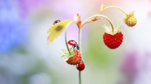 Berry Insect Macro Strawberry 2000x1362 Wallpaper