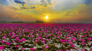 Earth Flower Lotus Pink Flower Sunset 2560x1440 Wallpaper