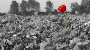 Poppy Nature Flower Red Flower Field Selective Color 2048x1365 Wallpaper