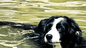 Dog Pet Swimming Swimming Dog Lake Water Border Collie Nature Animals Mammals In Water 1440x2560 Wallpaper