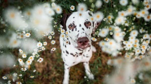 Dalmatian Dog Flower Pet White Flower 2048x1365 Wallpaper