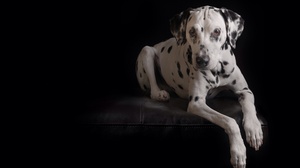 Dalmatian Dog Pet 2048x1360 Wallpaper