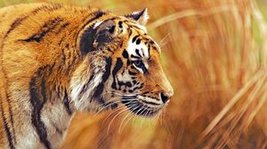 Animal Tiger Predator Animal 3840x2160 Wallpaper