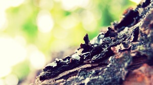 Photography Nature Depth Of Field Bark Trees 2560x1600 Wallpaper