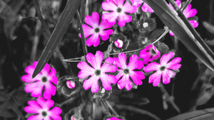 Nature Flowers Portrait Display Leaves Selective Coloring Monochrome Closeup 3024x4032 wallpaper