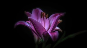 Earth Flower Lily Purple Flower 7952x5304 Wallpaper