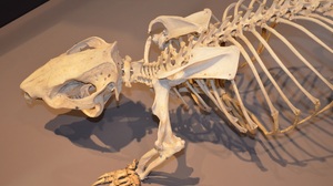 Bones Exhibit Museum Phascolonus Photography Skeleton Wombat 2560x1600 wallpaper