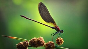 Nature Flying Animals Green Artwork Dragonflies Insect Plants Macro 1920x1080 wallpaper