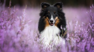 Dog Flower Pet Purple Flower Shetland Sheepdog 2048x1365 Wallpaper