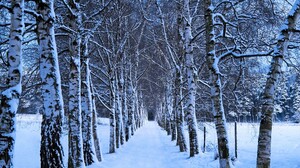 Birch Earth Path Snow Tree Tree Lined Winter 2560x1600 Wallpaper