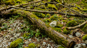 Outdoors Photography Nature Greenery Forest Trees Rocks Moss Log Leaves Branch Plants 2048x1365 Wallpaper