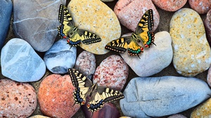 Stones Butterfly Colorful Animals Insect Rocks Nature 4000x3000 Wallpaper