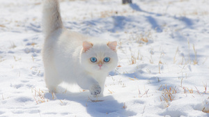 Cats Snow Winter Animals Pet Photography Feline Mammals Blue Eyes 1706x1138 Wallpaper