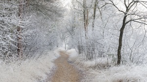 Outdoors Nature Winter Cold Trees Path Pathway Ice Snow Frost 3840x2160 Wallpaper