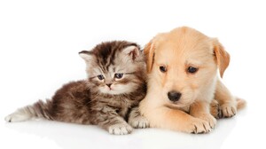 Kitten Puppy Baby Animal Cute Dog Pet 6256x4341 Wallpaper