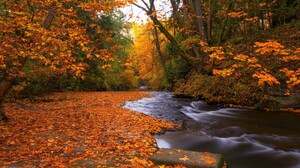 Earth Fall Foliage Forest Rock Stream Tree Orange Color 2048x1365 Wallpaper