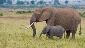Baby Animal Elephant Wildlife 2048x1367 Wallpaper