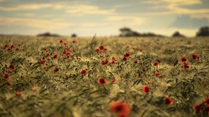 Field Outdoors Flowers Red Flowers Plants Summer Poppies Nature 2560x1440 Wallpaper