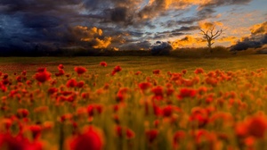 Outdoors Field Flowers Red Flowers Plants Clouds Sunlight Nature 1920x1323 Wallpaper