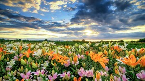 Flower Colors Colorful Field 3840x2160 Wallpaper