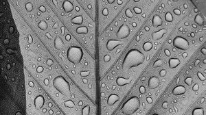 Water Drops Leaves Monochrome Abstract Water 3252x2438 Wallpaper