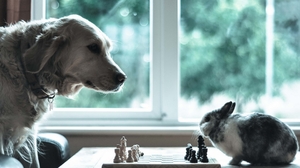 Animal Chess Cute Dog Rabbit 1920x1200 Wallpaper