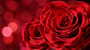 Bokeh Flower Macro Red Flower Red Rose Rose 6500x3657 Wallpaper
