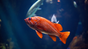 Fish Goldfish Fish Tank 2560x1440 Wallpaper